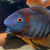 Red shoulder severums