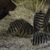 Red shoulder severums
