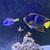 Large Passer angelfish