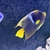 Large Passer angelfish