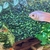 Kissing gourami breeding pair