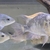 Midevil Cichlids