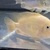 Midevil Cichlids