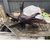 Aquarium bog wood £35