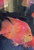 Female short body bonsai flowerhorn