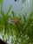 Apistogramma Cacatuoides Triple red - 1 Adult £15, 4 juvenile males 2 females 