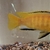 adult yellow labs. 4in.