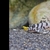 L236 Super white and Super yellows plecos