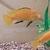 adult yellow labs. 4in.