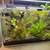 140 Lt Fishtank full Setup