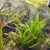 140 Lt Fishtank full Setup