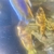Malawi cichlids for sale