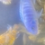 Malawi cichlids for sale