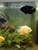Golden severum
